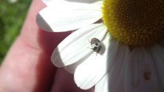 Anthrenus isabellinus