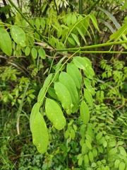 Dalbergia hupeana
