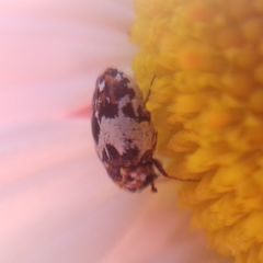 Anthrenus isabellinus