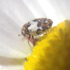 Anthrenus isabellinus