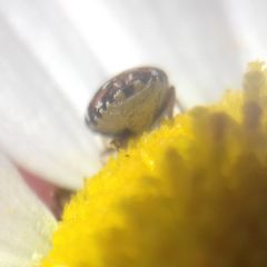 Anthrenus isabellinus