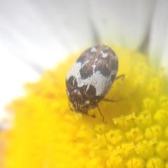 Anthrenus isabellinus