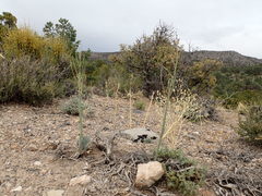 Caulanthus crassicaulis