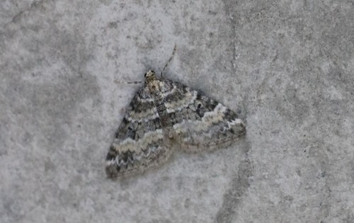 Perizoma minorata (Treitschke, 1828)