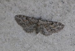 Eupithecia lariciata