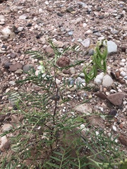 Astragalus racemosus