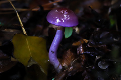 Cortinarius magellanicus