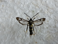 Synanthedon andrenaeformis