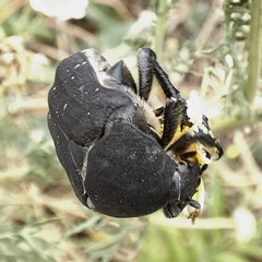 Protaetia morio
