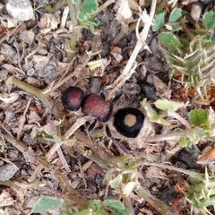 Sigilla dorsata