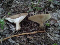 Melanoleuca brevipes