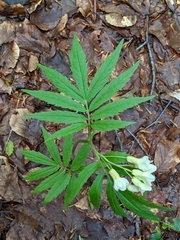 Cardamine kitaibelii