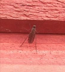 Anisopodidae