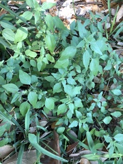 Parietaria floridana