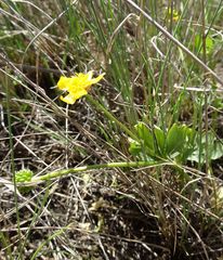 Ranunculus polyrhizos