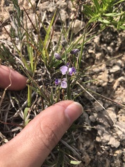 Hebecarpa barbeyana