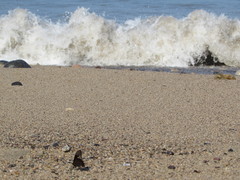 Battus polydamas polydamas