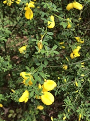 Cytisus scoparius