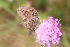 Erebia montanus