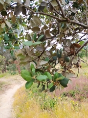 Quercus rotundifolia