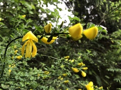 Cytisus scoparius