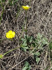Ranunculus polyrhizos