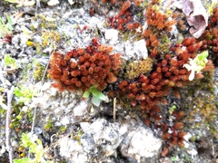 Imbribryum alpinum