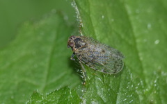 Cixius nervosus