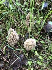 Morchella esculenta