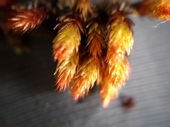 Imbribryum alpinum