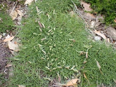 Plantago holosteum