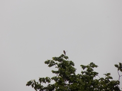 Phoenicurus phoenicurus