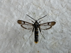 Synanthedon andrenaeformis