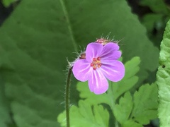 Geranium robertianum