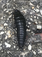 Necrophila americana