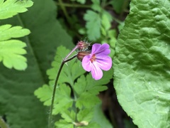 Geranium robertianum