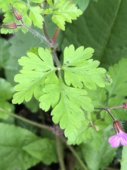 Geranium robertianum