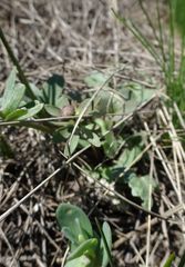 Ranunculus polyrhizos
