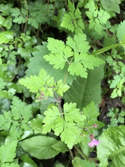Geranium robertianum