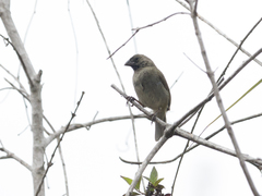 Melanospiza bicolor