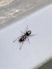 Camponotus novaeboracensis