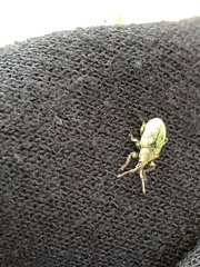 Phyllobius betulinus