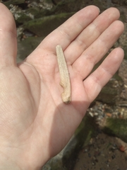 Vertebrata