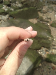 Vertebrata