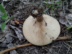 Melanoleuca brevipes