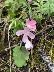 Phlox adsurgens