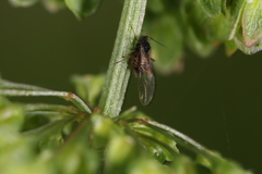 Aphis rumicis