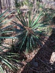 Yucca gloriosa image