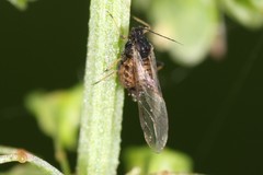 Aphis rumicis