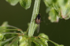 Aphis rumicis
